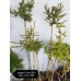 Picea abies ‘Rydal’ Ель обыкновенная Rydal (Ридал) ШТАМБ 1.2м